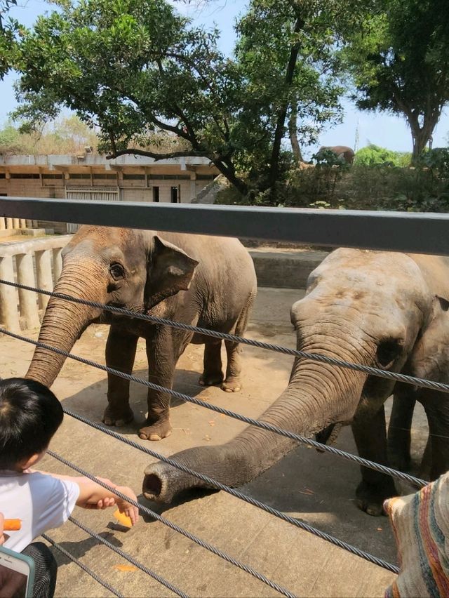 深圳野生動物園：瞬間拉近野生世界與人的距離