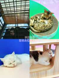 ⭐️一齊喵喵喵🐱商場入面竟然可以玩貓貓🐈‍⬛