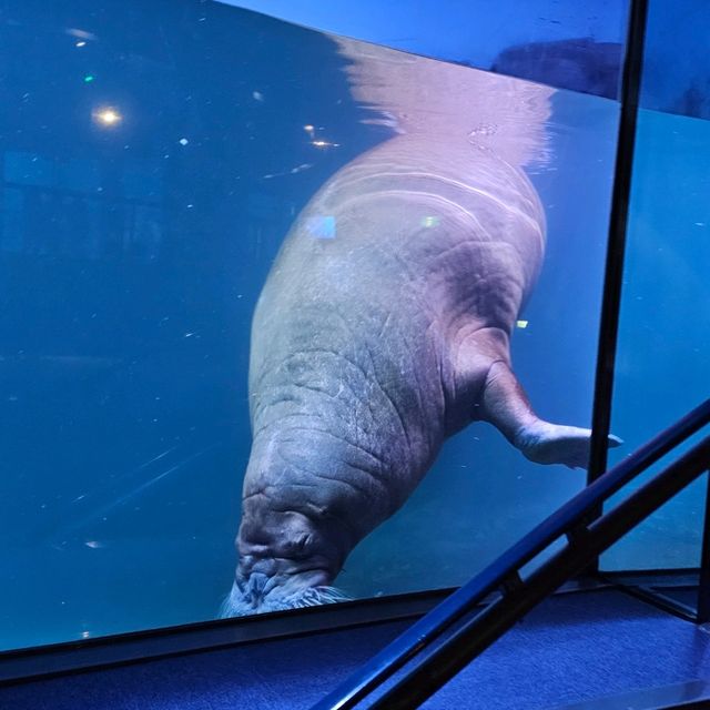  八景島Seaparadise🐬💦