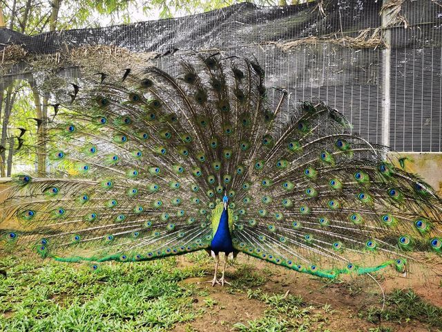 Malacca Bird Park ✨
