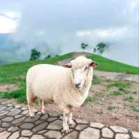 Akha Framville🐑🌳🍃