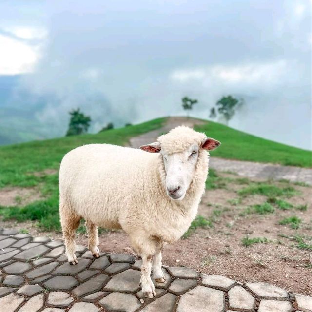 Akha Framville🐑🌳🍃