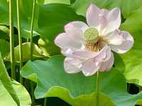 【東京都/不忍池】不忍池で蓮の花鑑賞