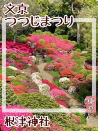 【東京/根津神社】文京つつじまつり
