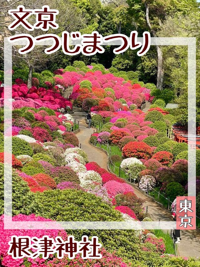 【東京/根津神社】文京つつじまつり