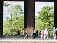 Feeding the deer in Nara 
