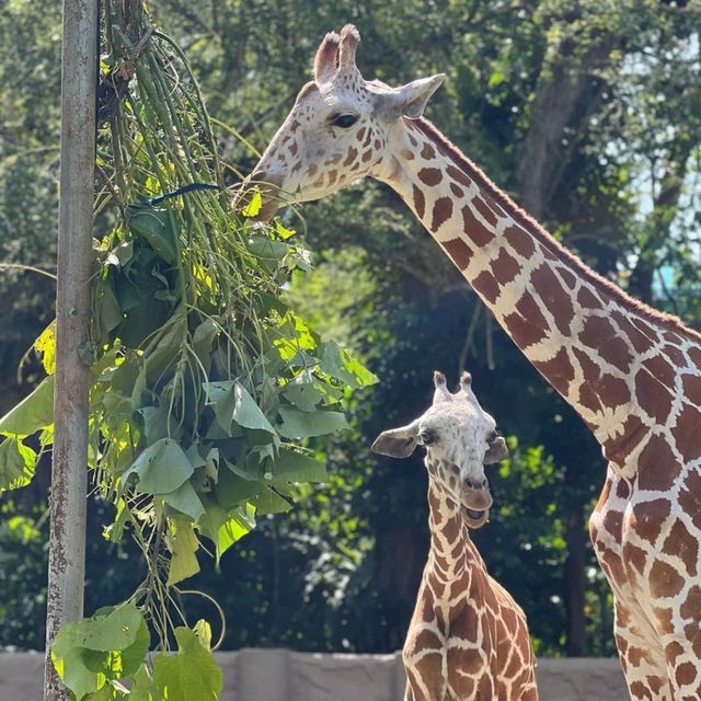 Trip to the zoo 🦓