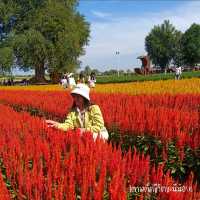 เที่ยวคาเฟ่สวนสวย @ปลายนาฟลาวเวอร์