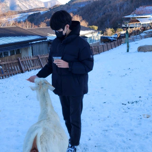 태백 겨울 가볼만한곳 몽토랑산양목장 