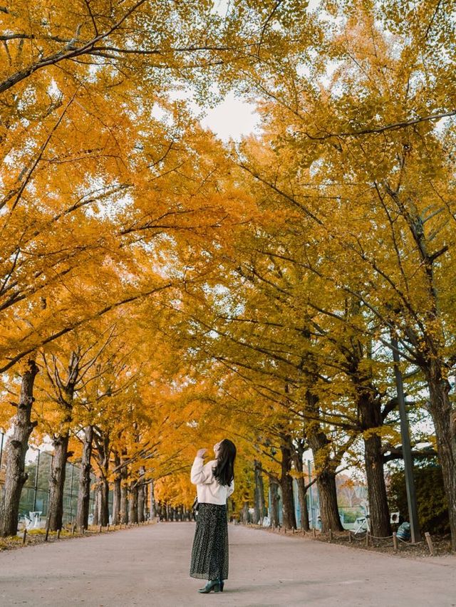 Showa Memorial Park, beautiful autumn leaves