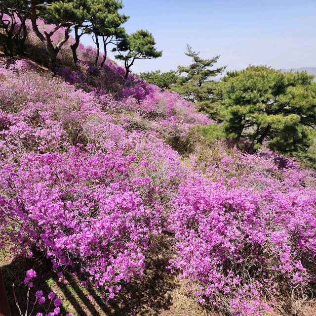 진달래가 아름답게 핀 강화 고려산을 가보자