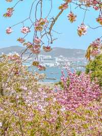 🌸부산 No.1 겹벚꽃 명소🌸