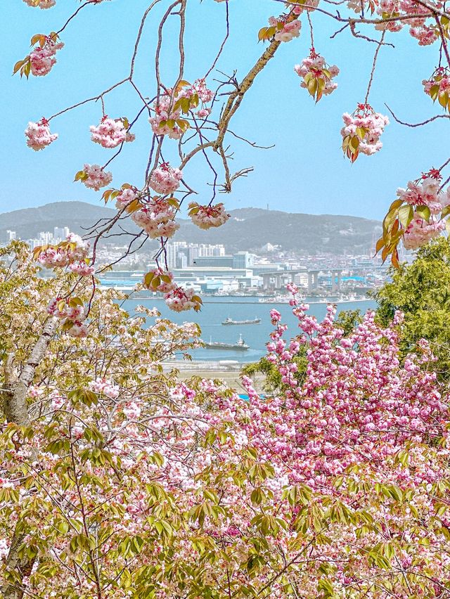 🌸부산 No.1 겹벚꽃 명소🌸