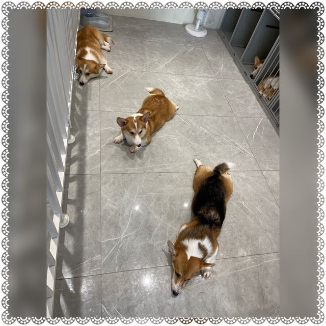 （台南/安平區）可愛的科基犬咖啡廳-corgi u tea柯基找茶