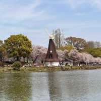 一個好有外國氣息而且好寧靜既賞花公園