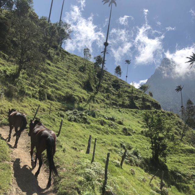 Horse-riding experience in Colombia