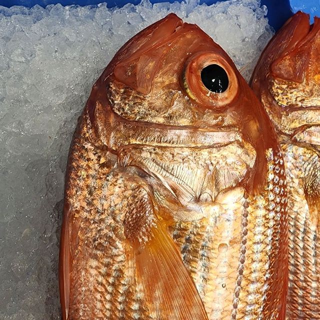 An hour at Sydney Fish Market