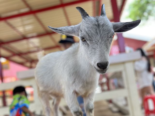 🐑ฟาร์มแกะ พัทยา 🐑❤️ที่ท่องเที่ยวแนะนำ พัทยา❤️