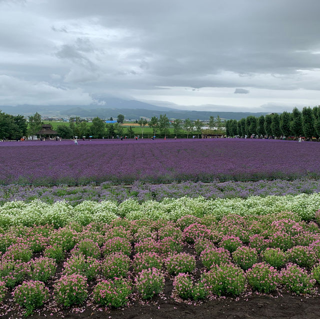 The Captivating Farm Tomita in Hokkaido