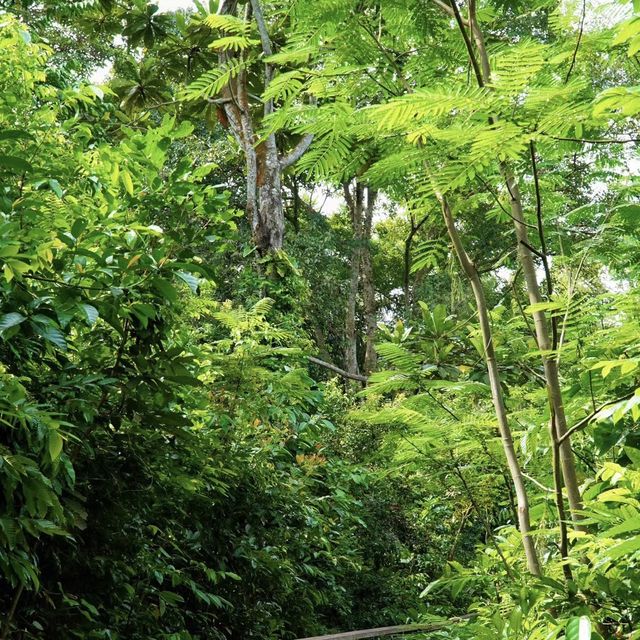 🌿🇸🇬 新加坡之綠 | 麥裏芝自然小徑 🚶‍