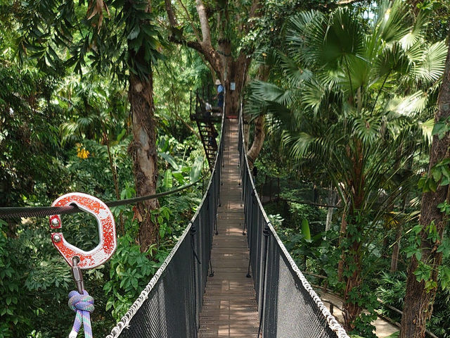• Doi Tung Tree Top Walk 🎪✨