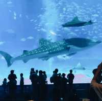 美ら海水族館