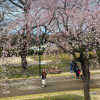 Maizuru park (舞鶴公園）