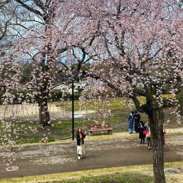 Maizuru park (舞鶴公園）