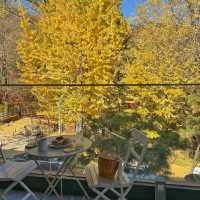 Autumn Seoul Cafe with the Best foliages view