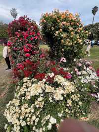 Municipal Rose Garden 🌹✨