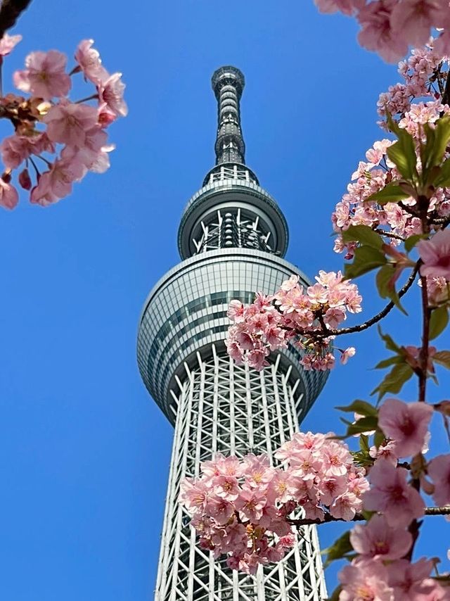【東京都/スカイツリー】河津桜とのコラボ