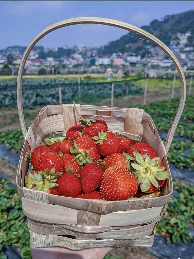 La Trinidad Strawberry Farm