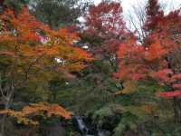 Stunningly beautiful Showa Kinen Park