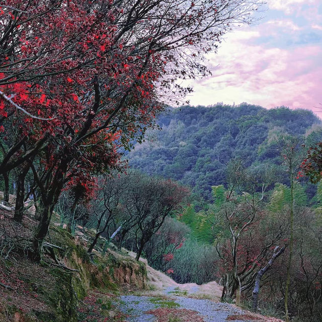 梨山 🍐🍁秋日中的山間🏞️🍂