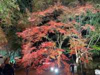 紅葉のライトアップ🍁