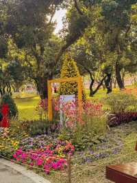深圳好去處｜遇上波斯菊花海——南山西麗生態公園