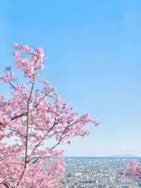 【絶景】菜の花×河津桜のコントラストが美しい🌸まつだ桜まつり
