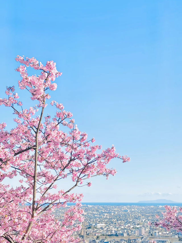 【絶景】菜の花×河津桜のコントラストが美しい🌸まつだ桜まつり