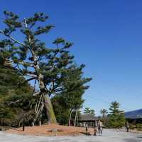 2月鹿兒島五天自由行