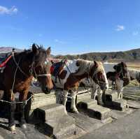阿蘇 草千里 騎馬體驗及餐廳🐴