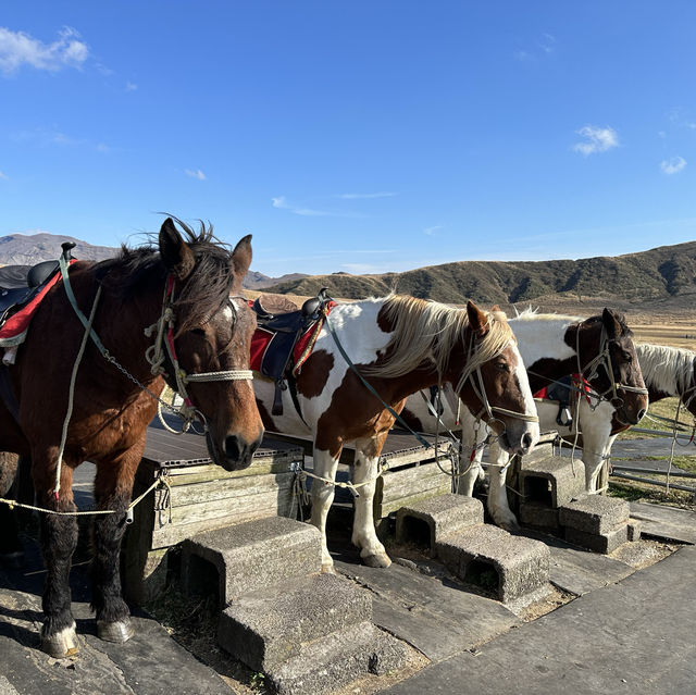 阿蘇 草千里 騎馬體驗及餐廳🐴