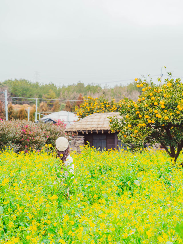 🌼제주는 지금 유채꽃이 아름답게 흩날리는 중 [제주, 휴애리자연생활공원]🌿