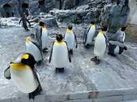Asahiyama Zoo 