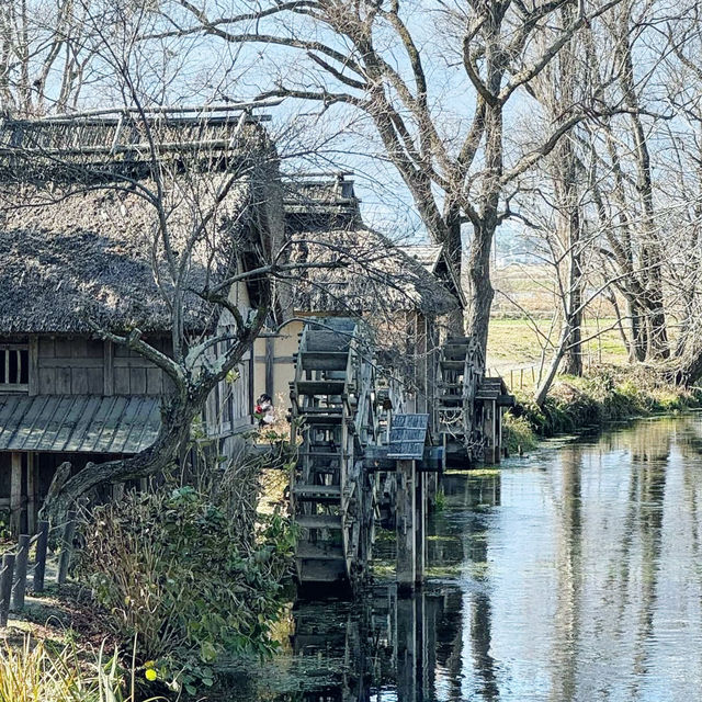 Daio Wasabi Farm, Nagano 🇯🇵