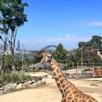 Talonga Zoo to meet Koala and Kangaroo!