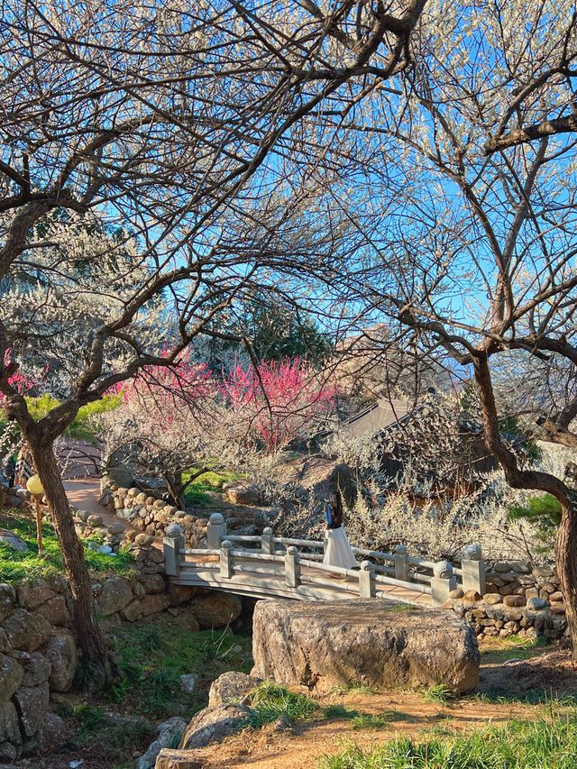다가오는 3월, 광양에 꼭 가야하는 이유 🌸