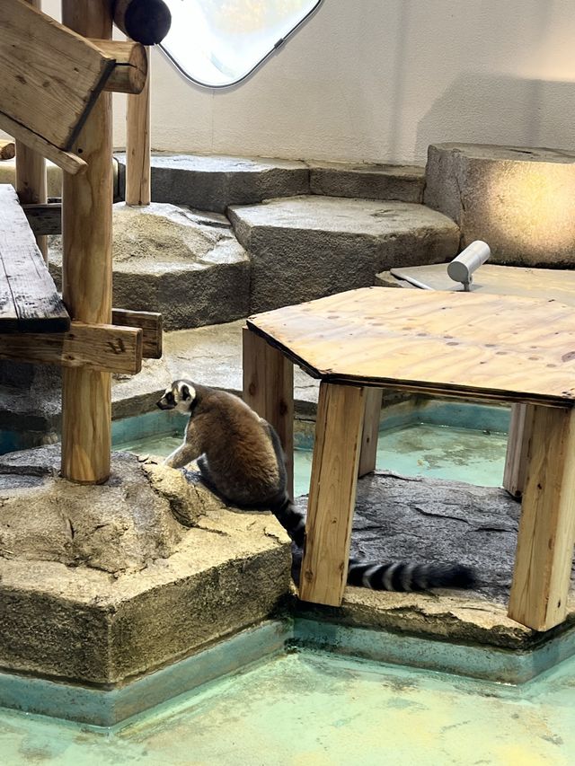 美術館…？いえ歴とした水族館です