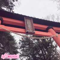 【新倉山淺間公園】不能錯過櫻花與富士山同框的畫面🌸🗻