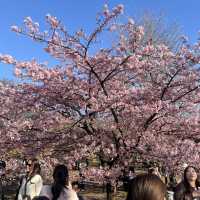 代代木公園
