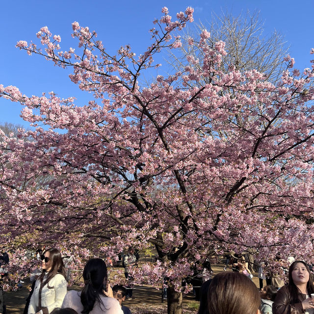 代代木公園